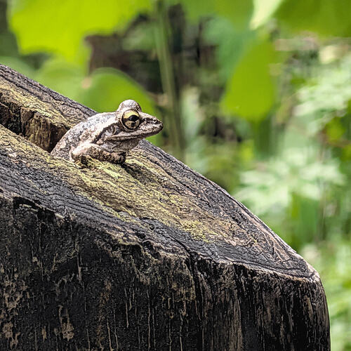 toad