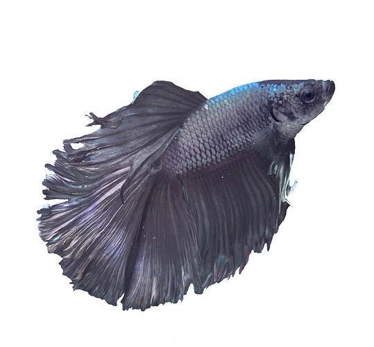 squish adjusted trans parent