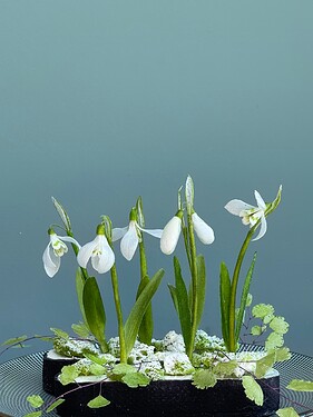 Snowdrops1