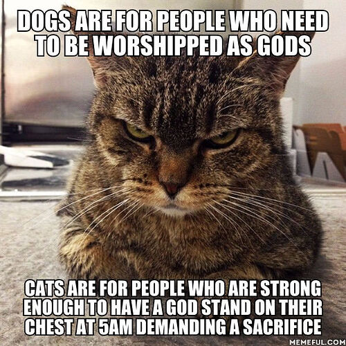 dogs-are-for-people-who-needs-to-be-worshipped-as-gods-cats-are-for-people-who-are-strong-enough-to-have-a-god-stand-on-their-chest-at-5am-demanding-a-sacrifice-meme-1490054403