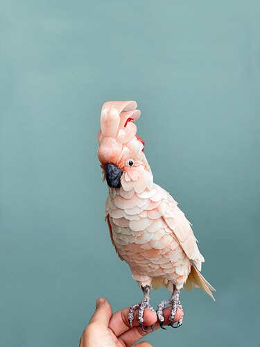 4. Cockatoo Wafer Paper.PNG