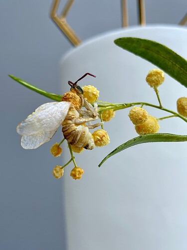Mimosa bee Arrangement