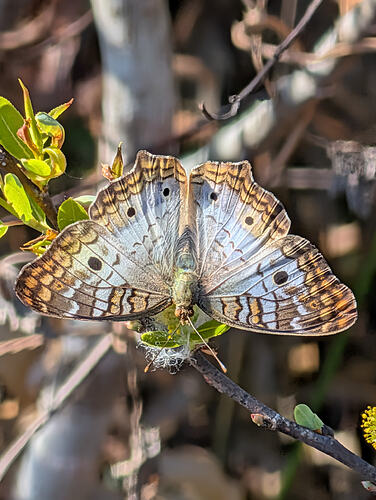 White Peacock Butterfly