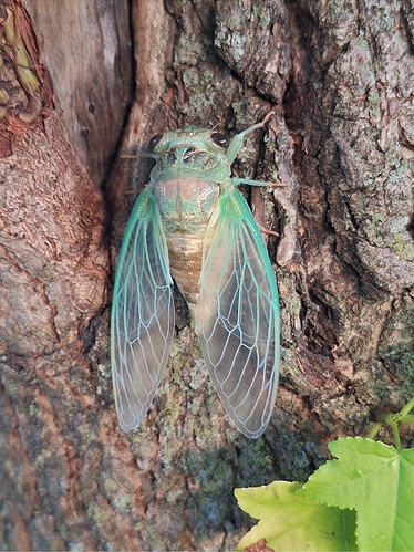 Screenshot_20260927_121653_iNaturalist