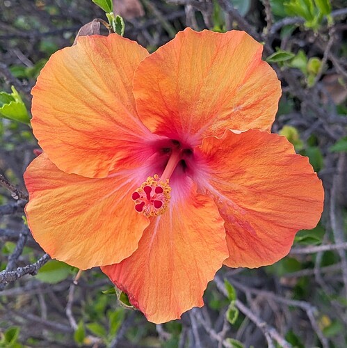 PXL_20260330_020602513~2