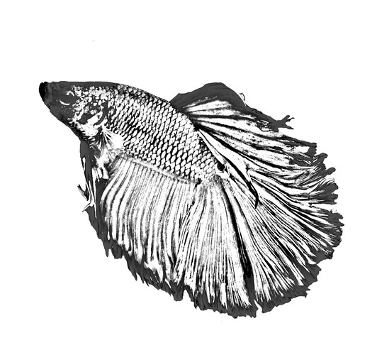 squish adjusted trans parent hdr pluss highlight