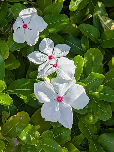 clean_Periwinkle_20260918