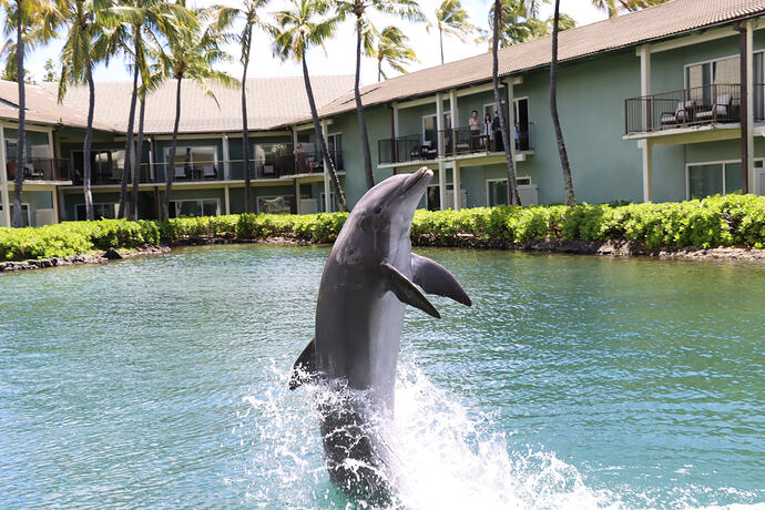 Dolphin Quest Photos-id317562103