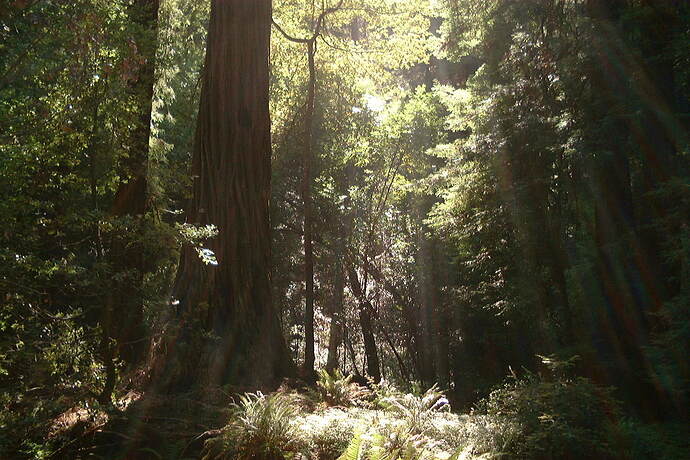 MuirTrees7