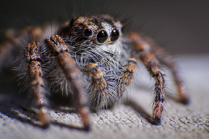 jumping spider