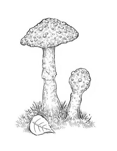 12-drawing-mushrooms-ink-toadstool-hatching-caps