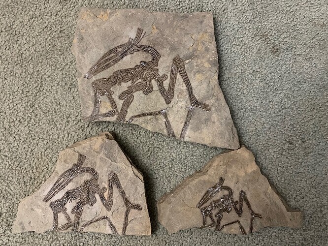 Fossil engraving