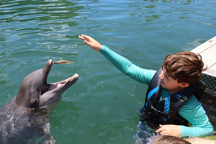 Dolphin Quest Photos-id317562016