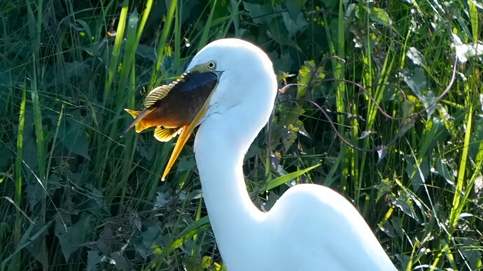 Egret w Big Fish 1 Landscape