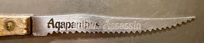 Agapanthus Assassin, 6Nov2025