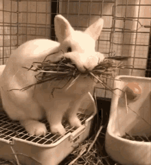 food-eating
