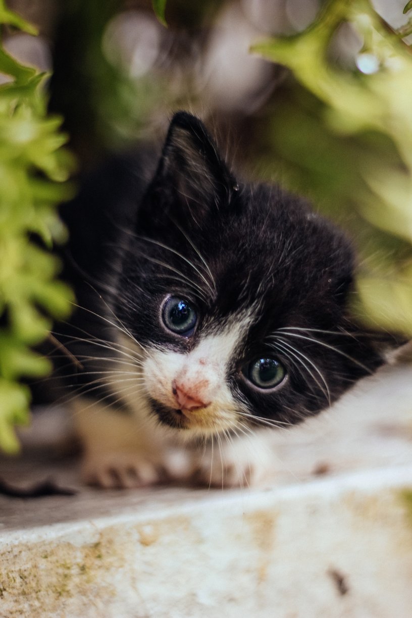 Royalty-Free_curious-kitten