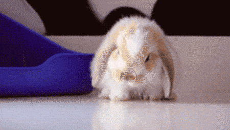 rabbit-icegif-3