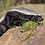 Ratel